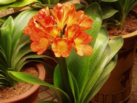 Clivia miniata - A Prettier Indoor Plant