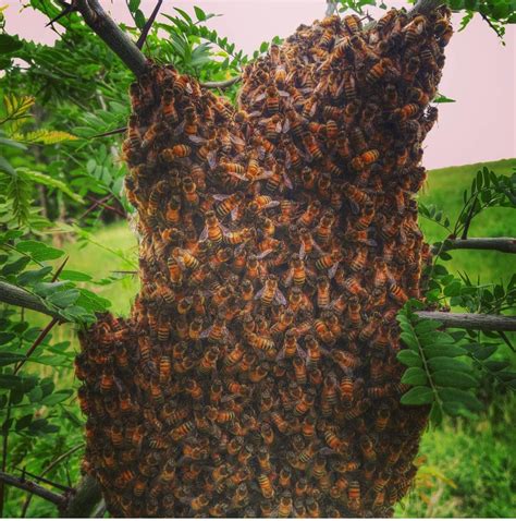 Bee swarm | On Pasture