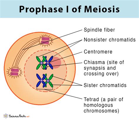 Telophase 1 Meiosis