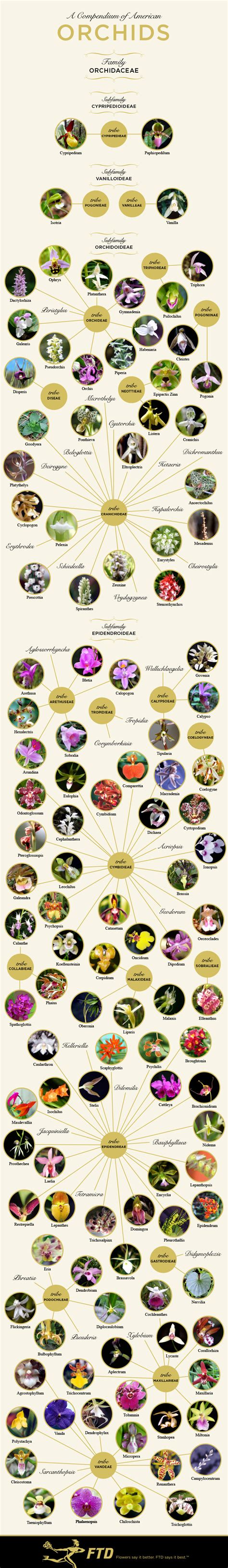 Awesome Orchid Identification Chart | Orchid Care Zone