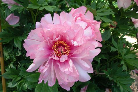 First Arrival | Intersectional Pink 'Itoh' Peony, Pesticide-Free – Cricket Hill Garden