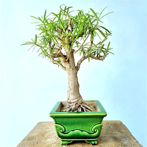 Nerium Oleander (Flowering) - Lones Bonsai