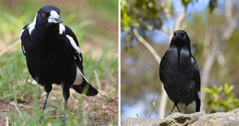 How to spot the difference... | Sydney Olympic Park