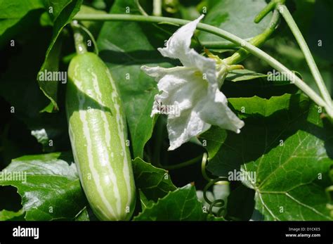 Coccinia grandis, the ivy gourd, also known as baby watermelon, little ...