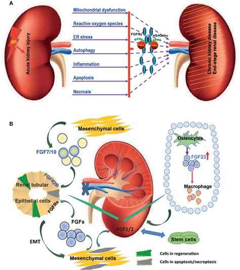 Frontiers | Fibroblast Growth Factors in the Management of Acute Kidney Injury Following ...