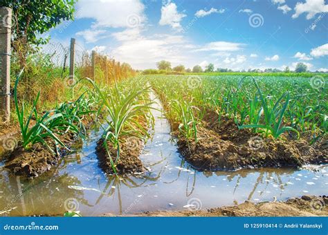 Natural Watering of Agricultural Crops, Irrigation. Leek Plantations Grow in the Field ...