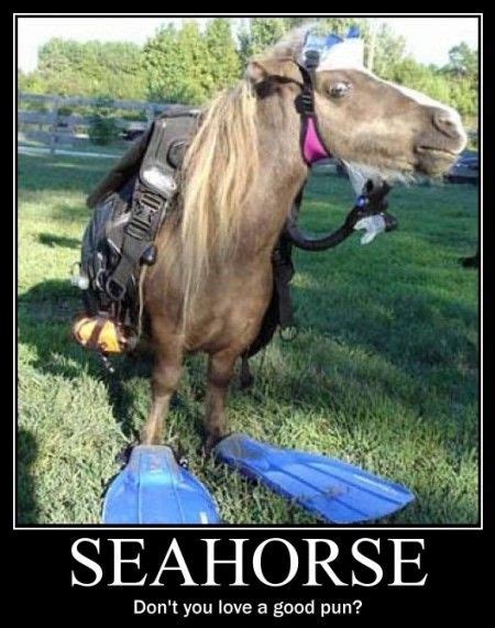 Seahorse. Don't you love a good pun? #Seahorsecases | Funny | Funny ...