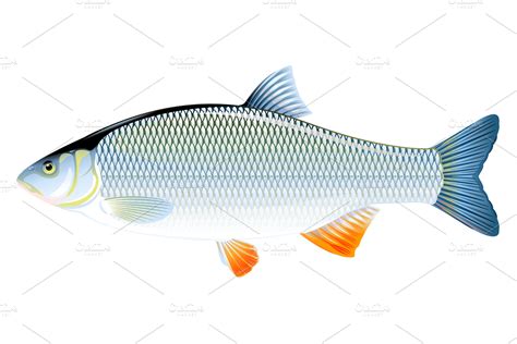 Ide fish | Pre-Designed Illustrator Graphics ~ Creative Market