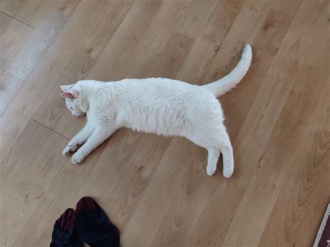 My cat looks like the Puma logo : mildlyinteresting