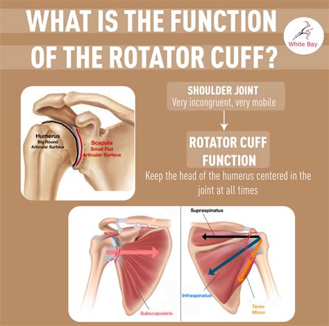 Rotator Cuff Tears You Can Get Back To Normal Even With A | Free Nude ...