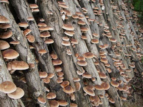 Shiitake mushroom Fact, Health Benefits & Nutritional Value