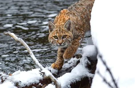 Lynx - Description, Habitat, Image, Diet, and Interesting Facts