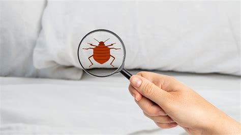 Early Signs Of Bed Bugs – Forbes Home