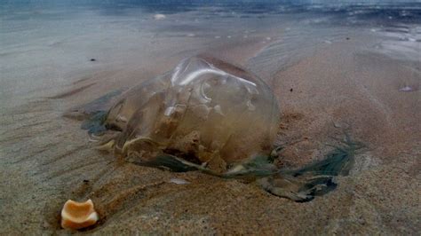 Dead box jellyfish still dangerous Townsville beachgoers warned - ABC News