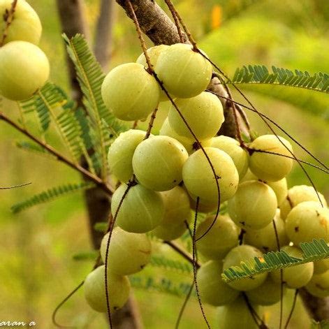 How to Cultivate an Amla Tree with Kadiyam Nursery