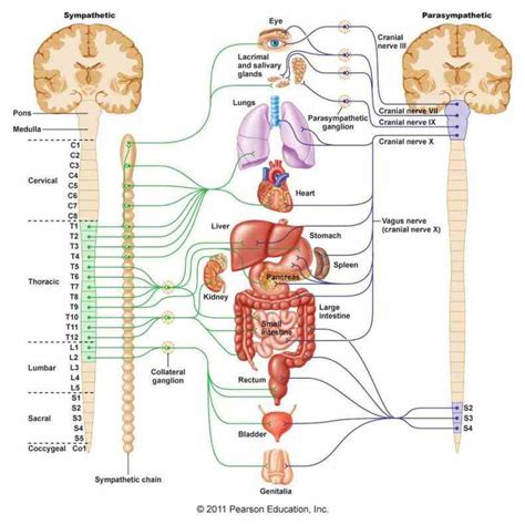 Anatomy Of Peripheral Nervous System | MedicineBTG.com