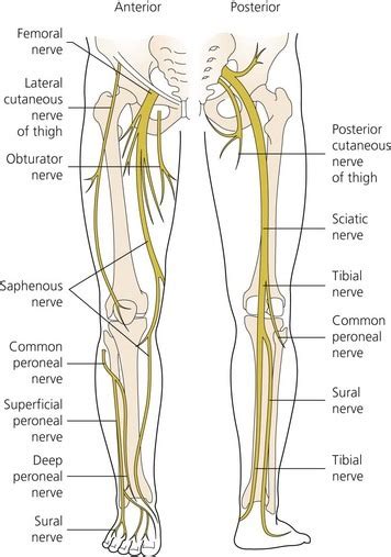 lecture 26 Nerves of Lower limb Diagram | Quizlet