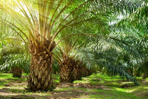 【日本】花王、パーム油農園のガノデルマ病害早期発見でポーラスター・スペースと協働 | Sustainable Japan