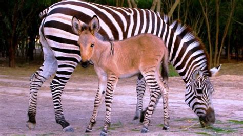 Rare zebra-donkey hybrid born in Mexico - Technology & Science - CBC News