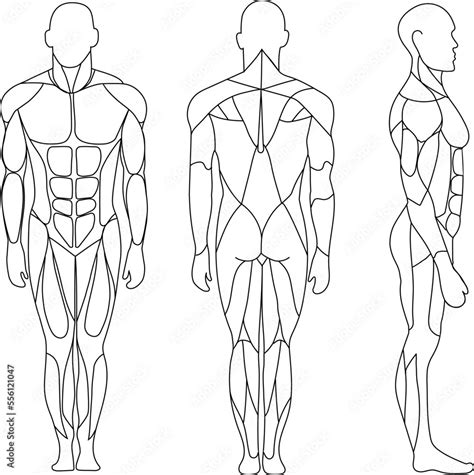 Vettoriale Stock Human body, muscular system, human anatomy, front view, back view, side view ...