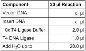 T4 DNA Ligase - Intact Genomics