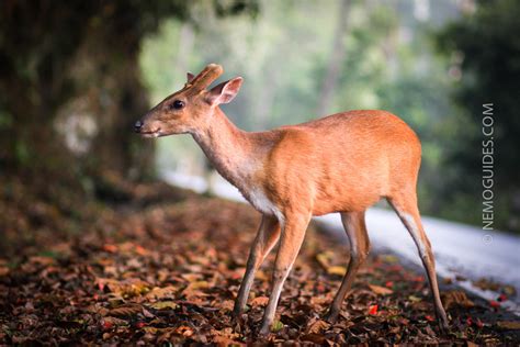 Khao Yai National Park – Where the Wild Beasts Roam