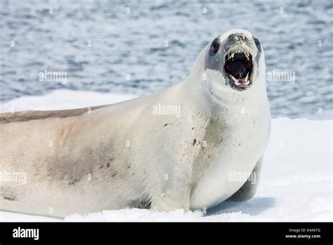 Crabeater seal (Lobodon carcinophaga) showing teeth while resting on ...