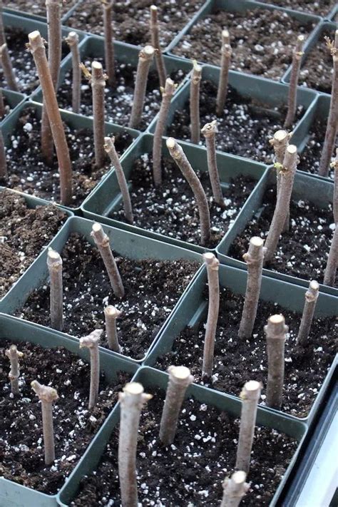 several trays filled with dirt and small sticks sticking out of the top of them