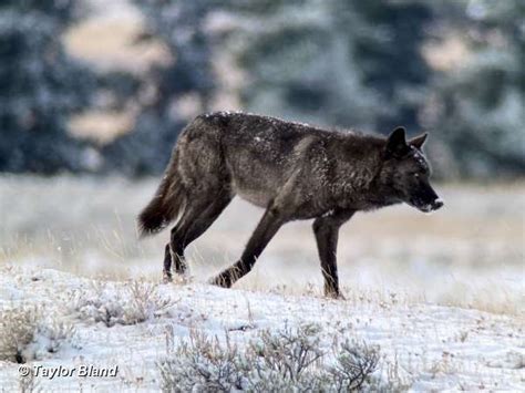 Yellowstone Wolf: Tracking the Packs