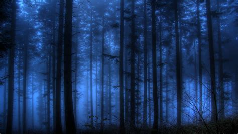 fog Wallpaper Background | 23814 | The dreamers, Background, Forest photography