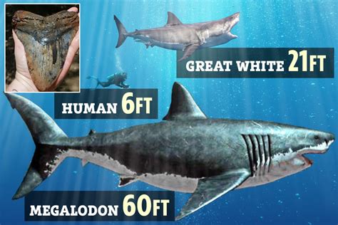 Ancient tooth the size of a HAND that once belonged to 60ft 'Megalodon ...