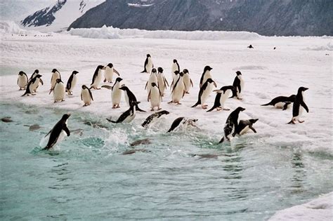 Adelie Penguin | Fun Animals Wiki, Videos, Pictures, Stories