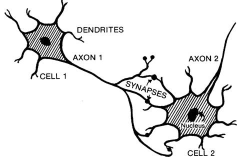 Dendrites; dendrite; prolongements dendritiques