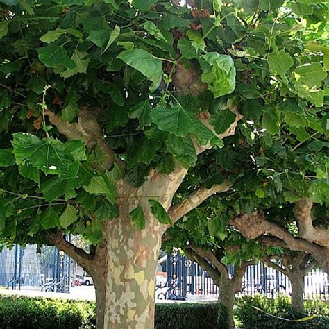 30+ Platanus Acerifolia ( London Plane, Hybrid Plane Tree ) seeds