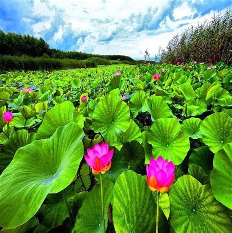 Mesmerizing Anzali Lagoon, Gilan Province, Iran | Iran tourism, Iran ...