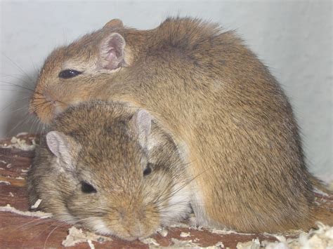 Gerbils - Gerbils Photo (9610313) - Fanpop