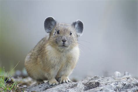 Pikas or Whistle Rabbits: Habitat and Characteristics - My Animals