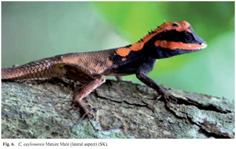 Species New to Science: [Herpetology • 2009] Taxonomical and Biological study on Calotes ...