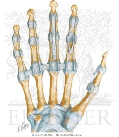 Metacarpophalangeal Joints