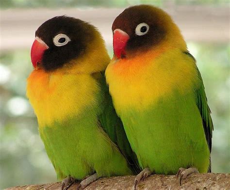 yellow collared lovebird | Pet birds, Beautiful birds, Tropical birds