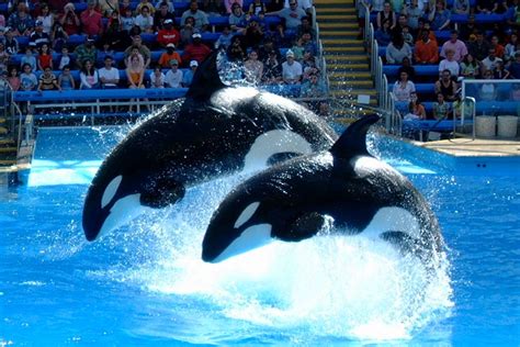 Pictures Of Animals At Seaworld | Pictures of Nnature