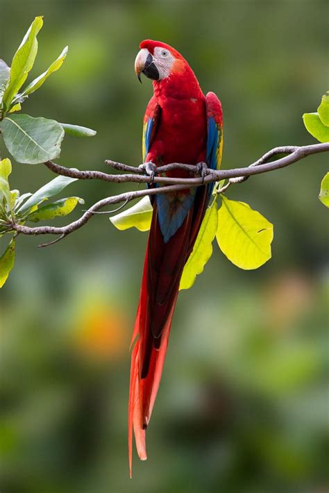 Scarlet Macaw in the Wild, Costa Rica | Macaw, Macaw parrot, Animals and pets