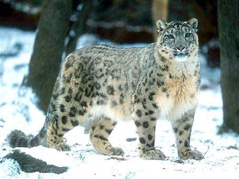 Snow leopards spotted on Tianshan Mountain - China.org.cn