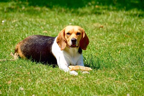 Friendly Lawn Care Tips That Are Good for Your Pets