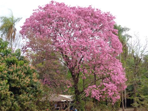 Lapacho. The Paraguayan national tree - Simons Paraguay