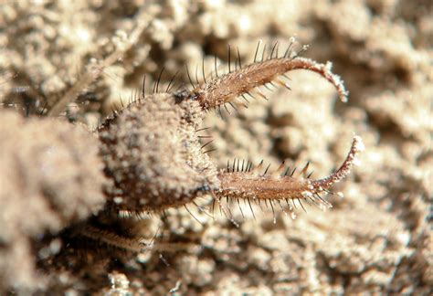 Antlion Larva | The antlion larva digs a sandy pit about 2 i… | Flickr