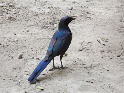 Spot all sorts of birds in the Okavango Delta, Botswana | Okavango ...