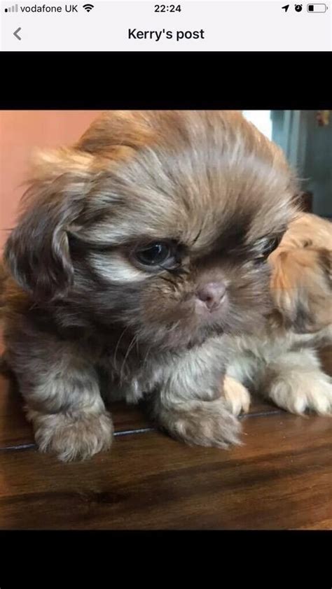 Imperial shih Tzu puppies for sale | in Knowsley, Merseyside | Gumtree