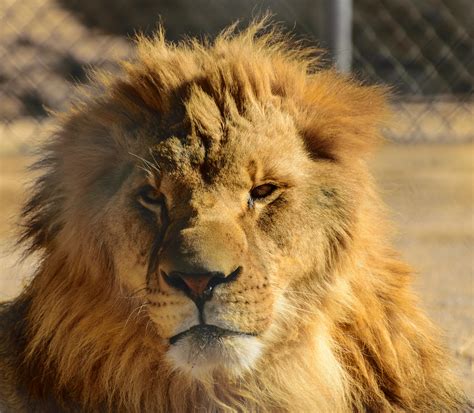 USA - Nevada - Henderson - Lion Habitat Ranch | Terry Ott | Flickr