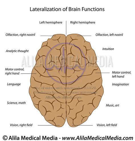 Brain Top View Diagram